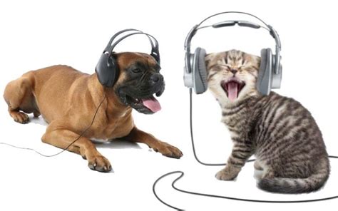 do animals enjoy music? how about the ones that can dance to it?