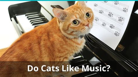 do cats enjoy music? do they like the sound of thunder?