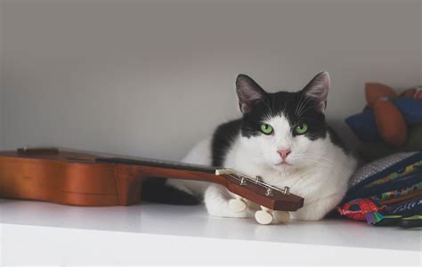 what kind of music do cats like? how does the internet define cat behavior