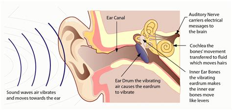 Which Ear Hears Music Better: A Journey Through Auditory Perception and Personal Preference